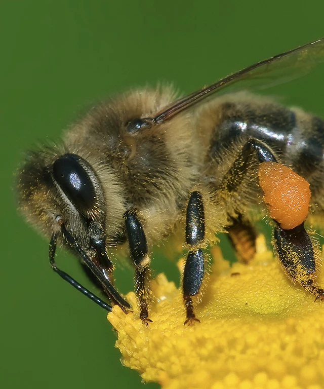 The intelligence of bees are a good model to follow for marketing intelligence